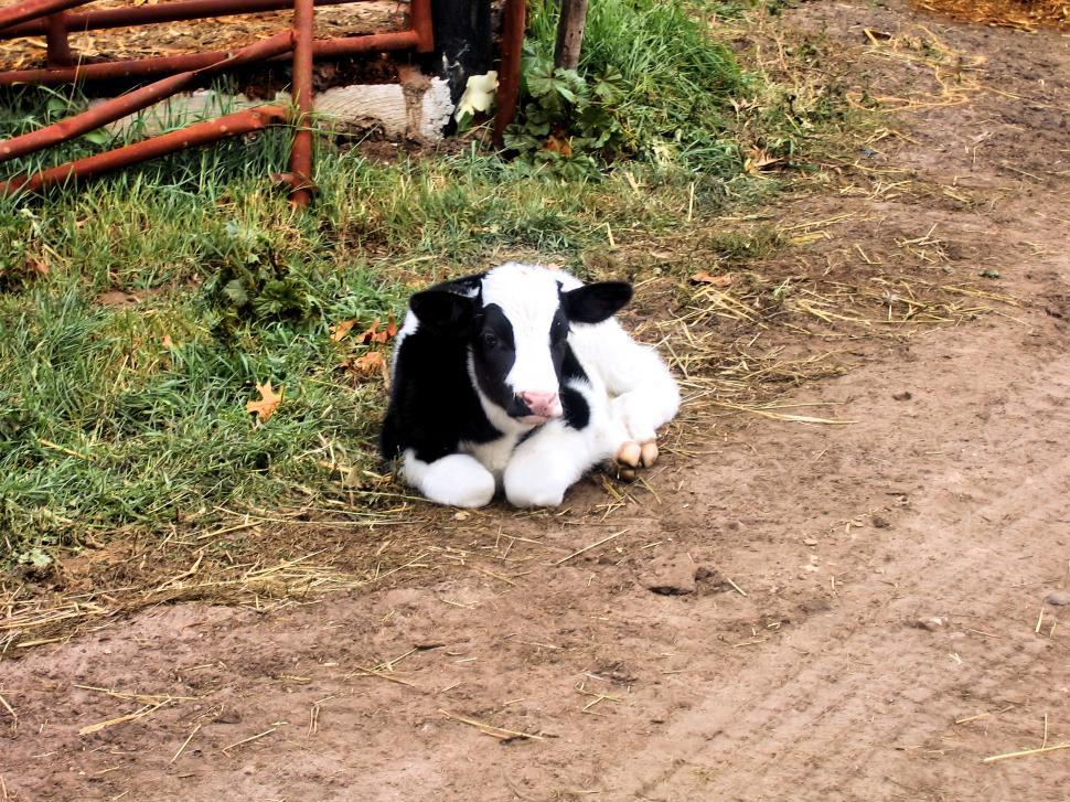 Free Image of Got Milk? 