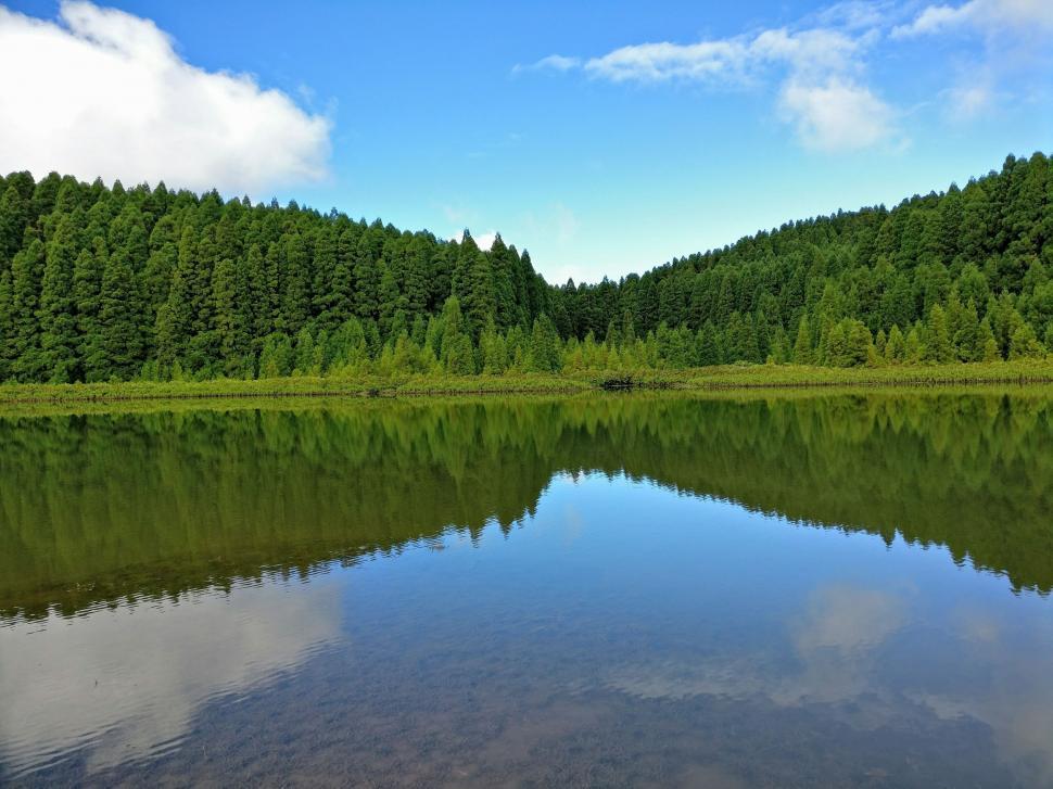 Free Image of Clear Water Lake With Tall Trees  