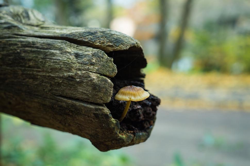 Free Image of Mushroom and Tree  