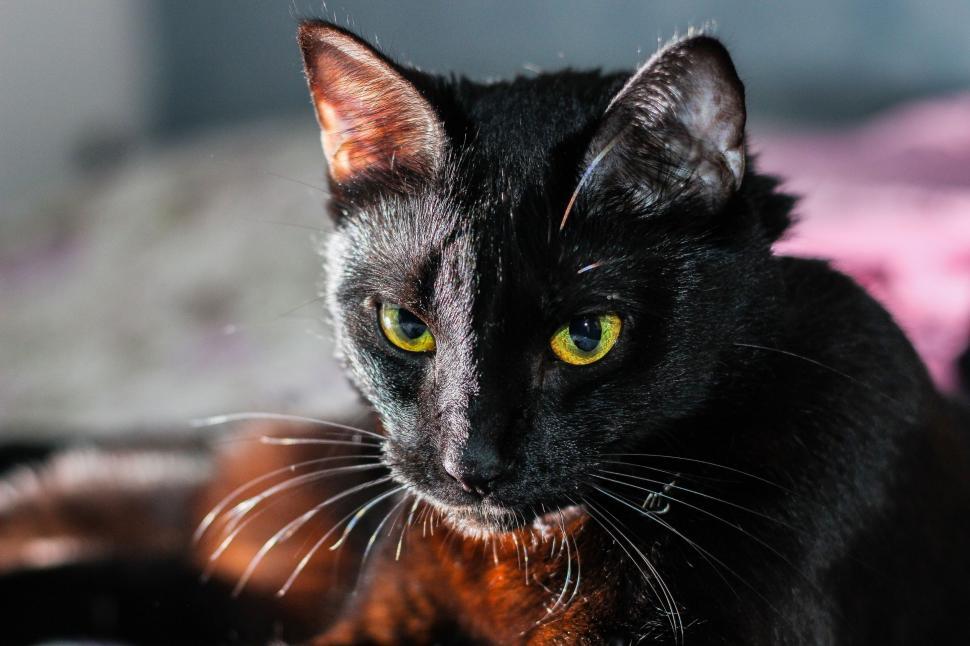 Free Image of Black Cat 