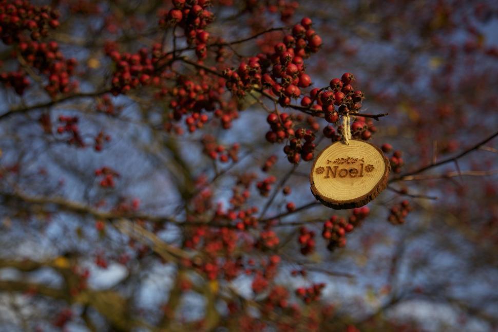 Free Image of Rowan Tree 