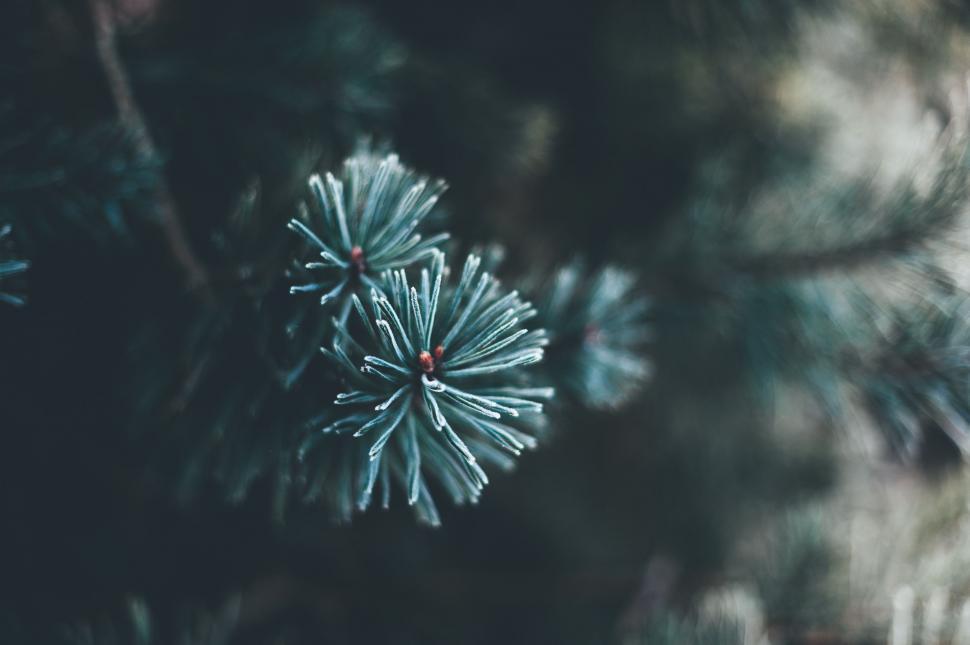 Free Image of Fir Tree 