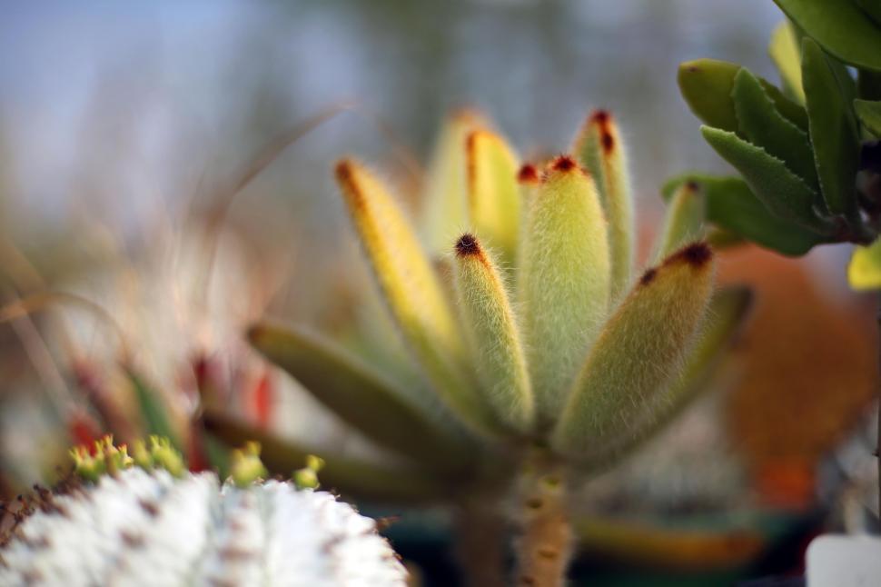 Free Image of Yellow cactus plant 