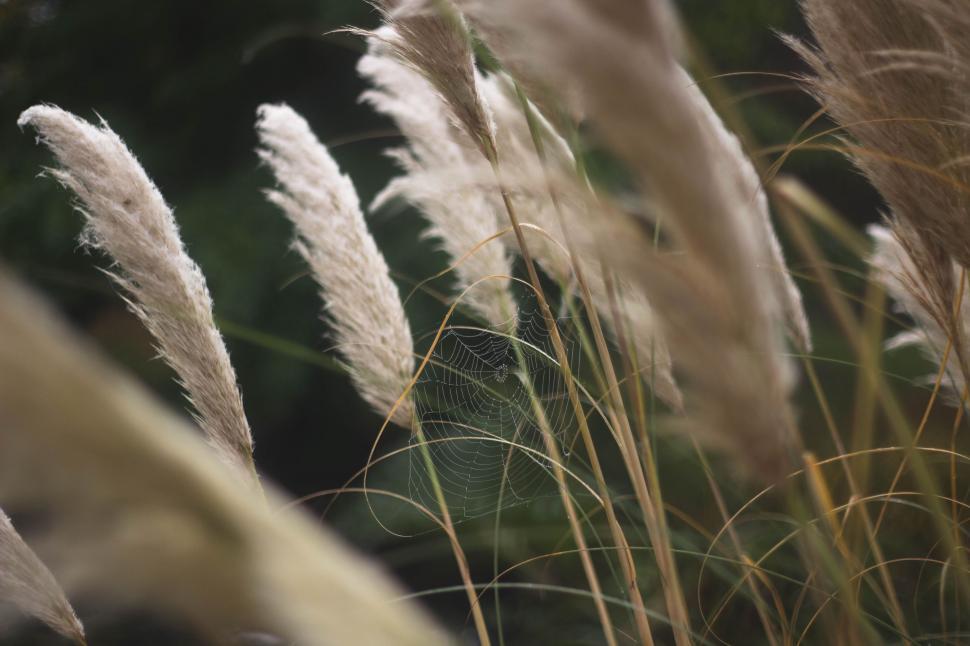 Free Image of Pampas grass 