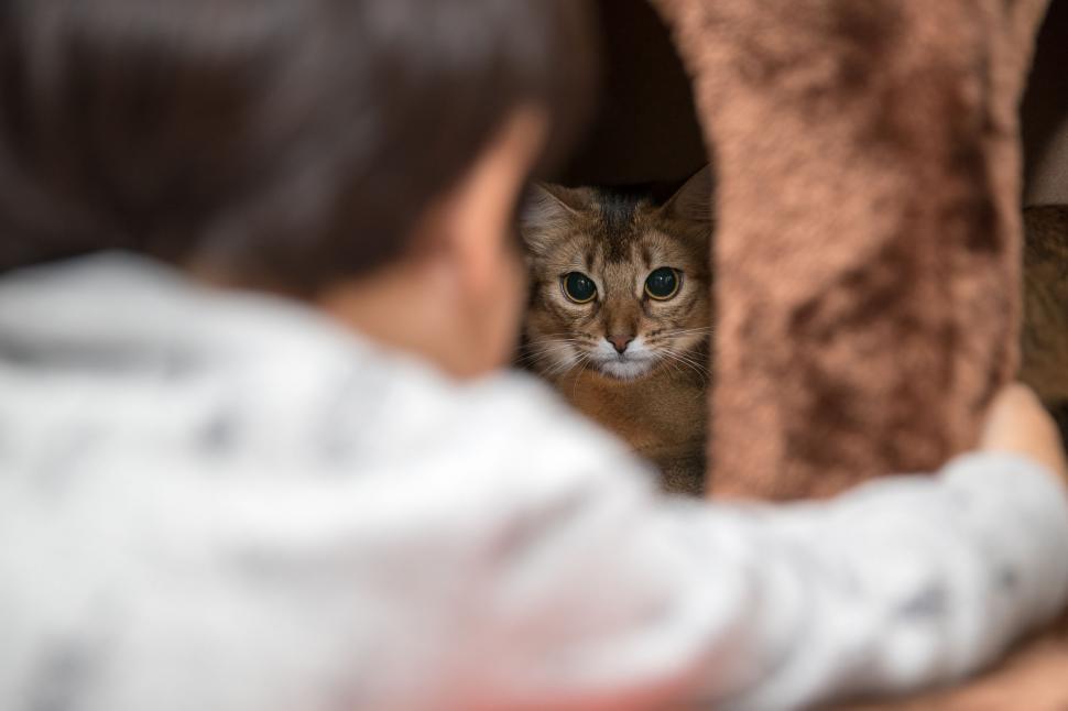 Free Image of Kitten and child  