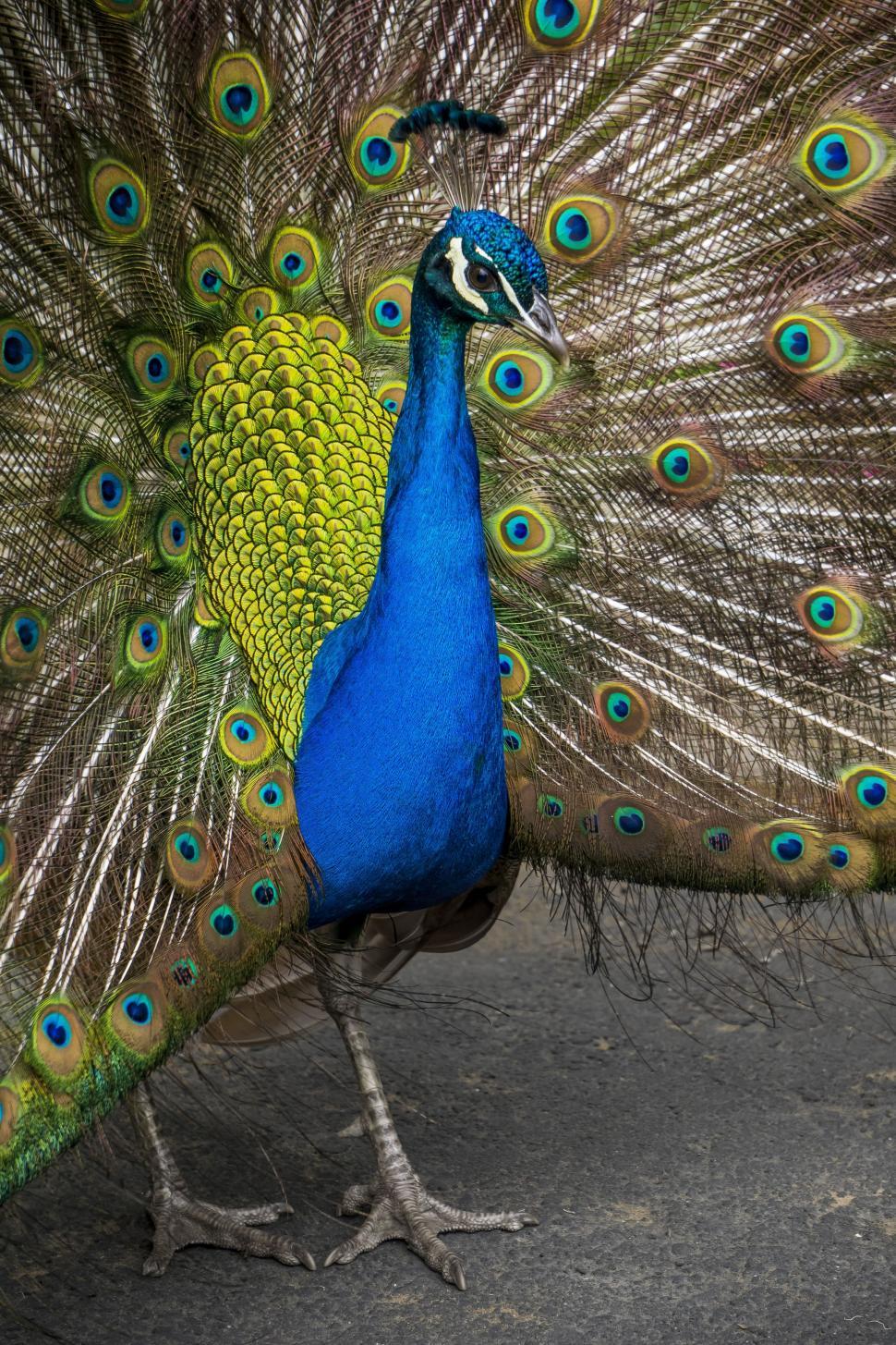Free Image of Peacock with Wings  