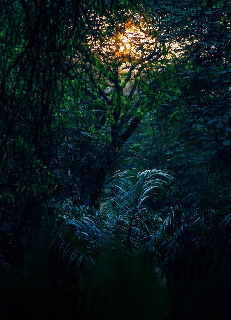 Free Image of Sunset Behind Green Tree Branches 