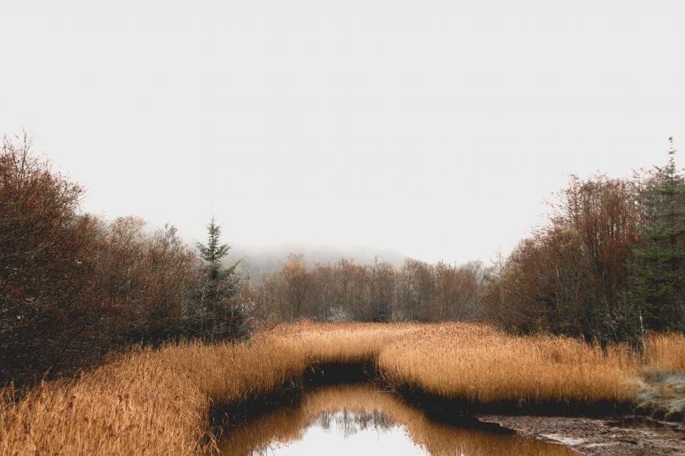 Free Image of Marsh and reeds 