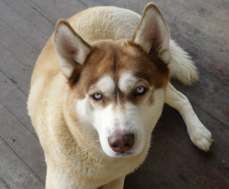 Free Image of Husky Dog  