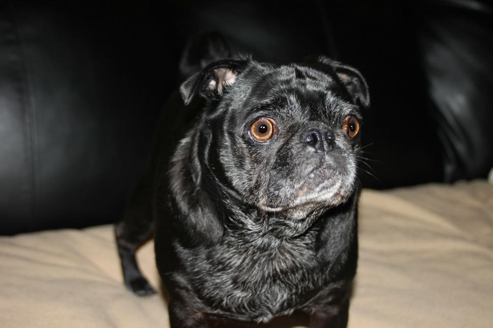Free Image of Black Pug Dog 