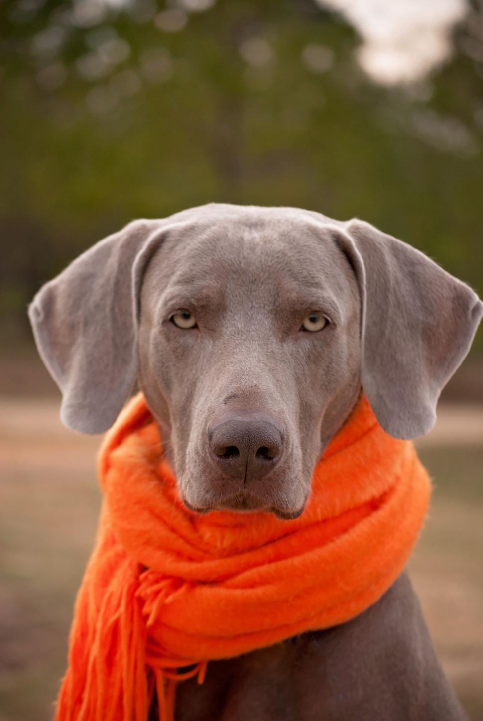 Free Image of Weimaraner Dog - Looking at camera  