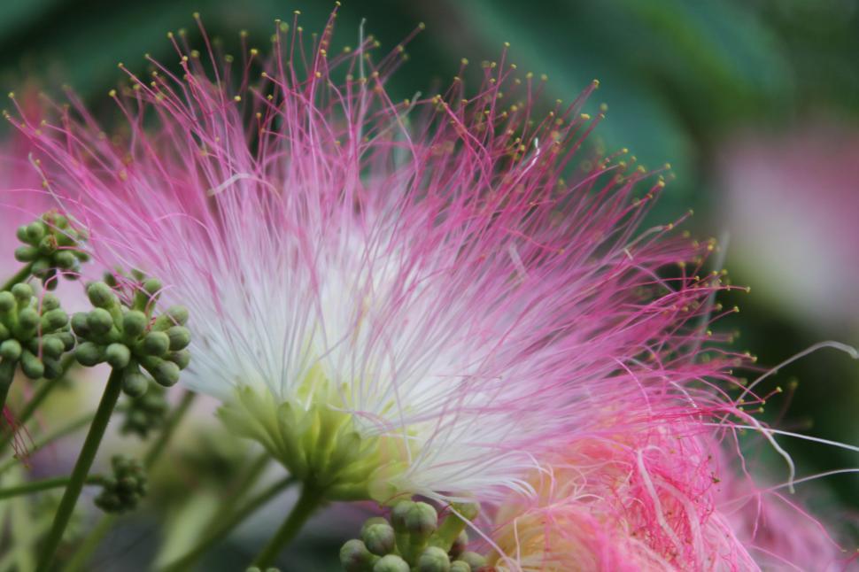 Free Image of Samanea Saman Flower 