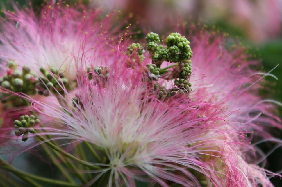 Free Image of Blooming Samanea Saman Flowers  