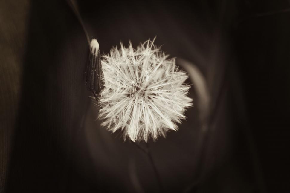 Free Image of Dandelion flower  