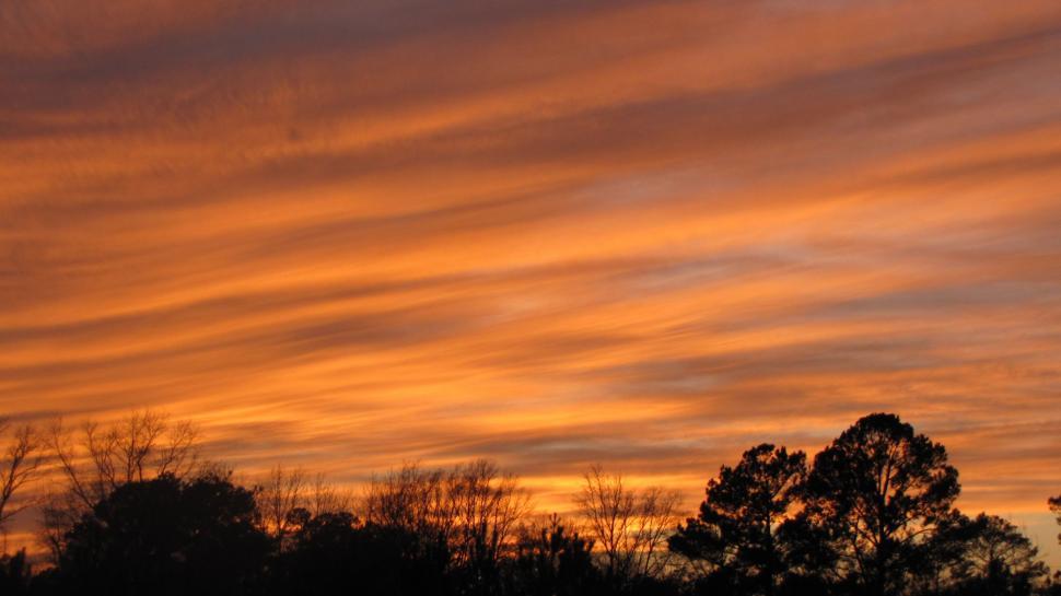 Free Image of Trees and Sunset  