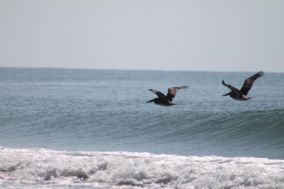 Free Image of Birds and Ocean  