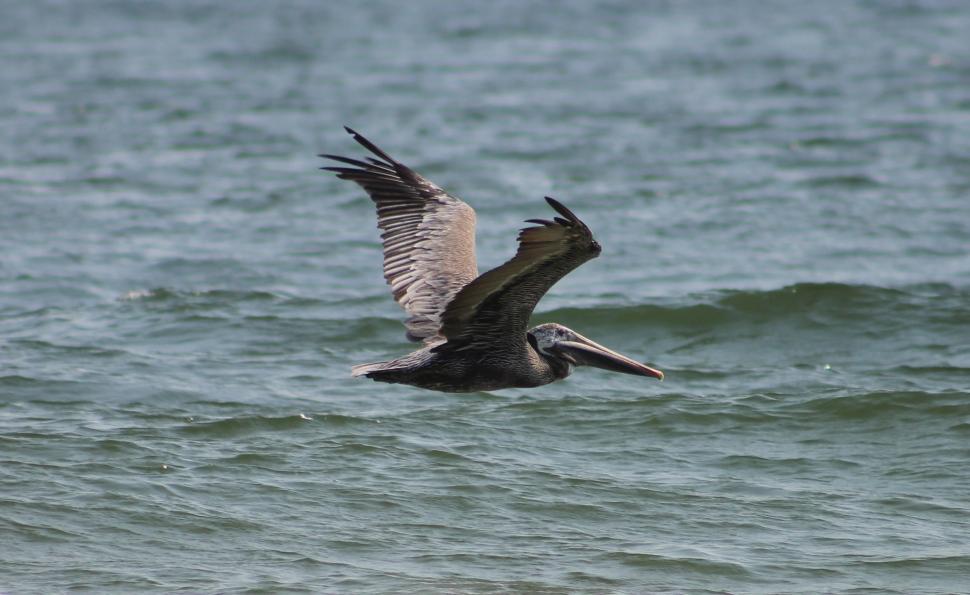 Free Image of Seagull and Ocean  