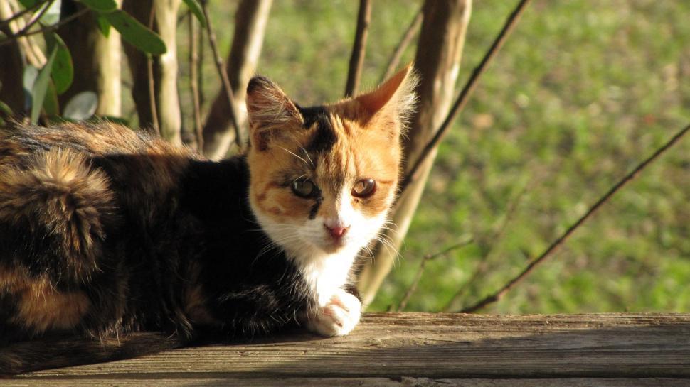 Free Image of Domestic Cat  