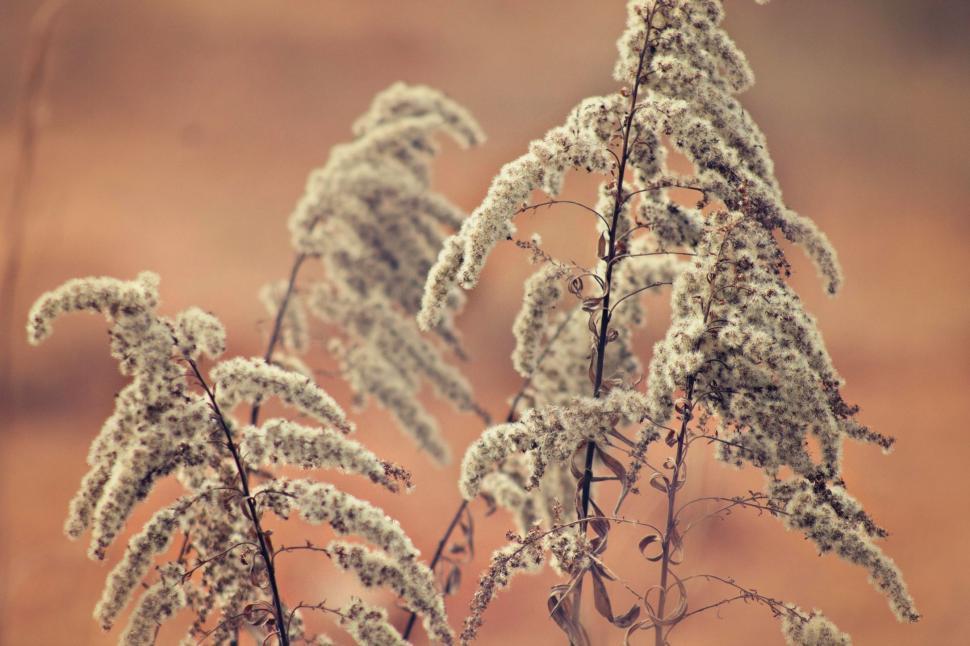 Free Image of Wild Plants  