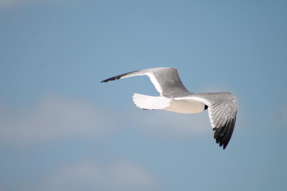 Free Image of Black and white seagull 