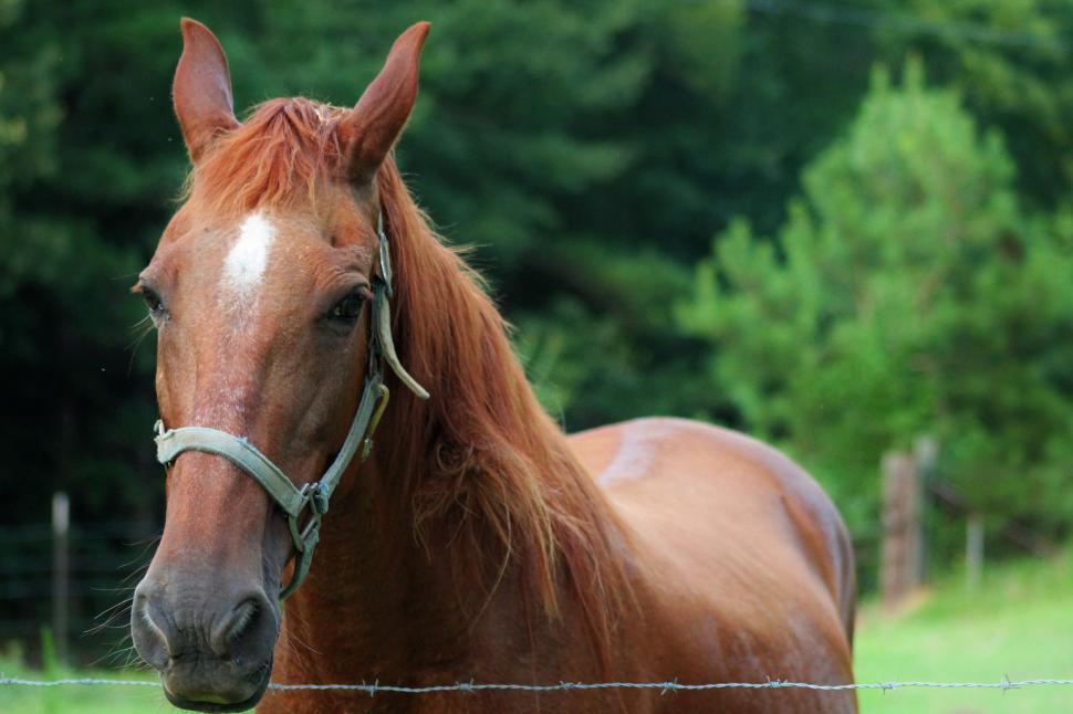 Free Image of Brown Horse - looking at camera  