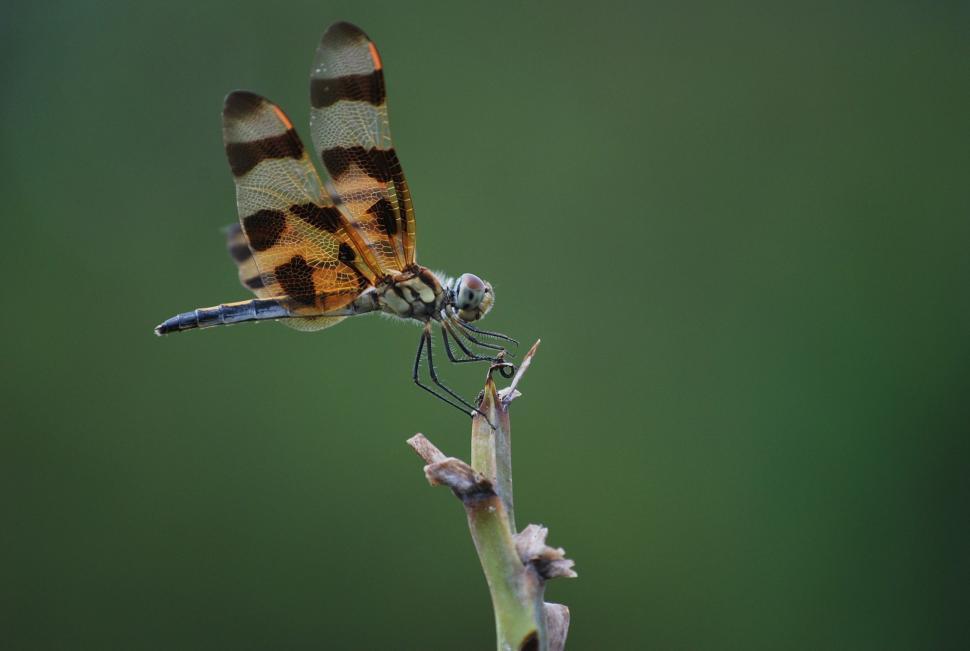 Free Image of Dragonfly 