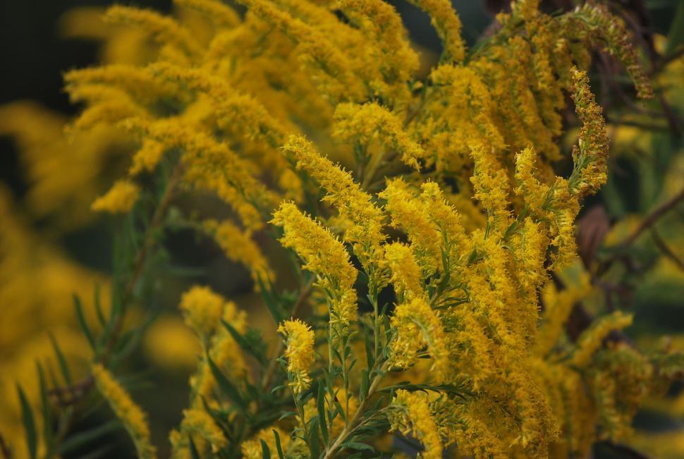 Free Image of Wild Flowers  