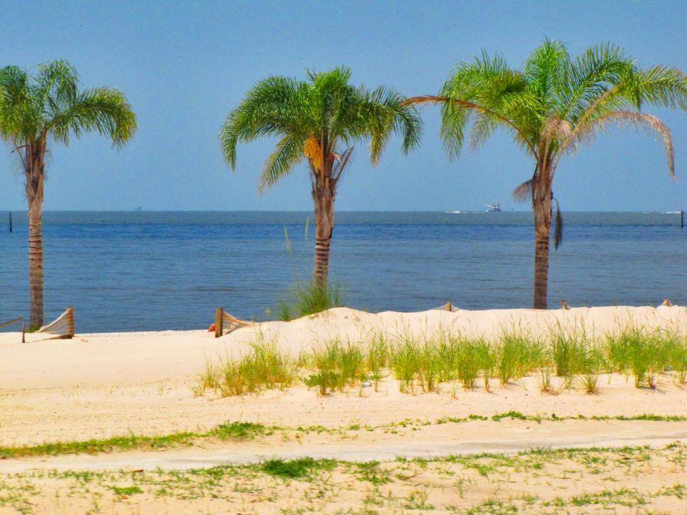 Free Image of Palm Trees and Beach Sand With Blue Sky  