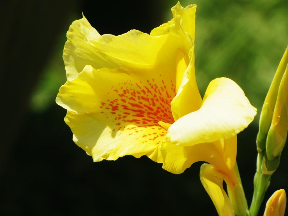 Free Image of Yellow Flowers 