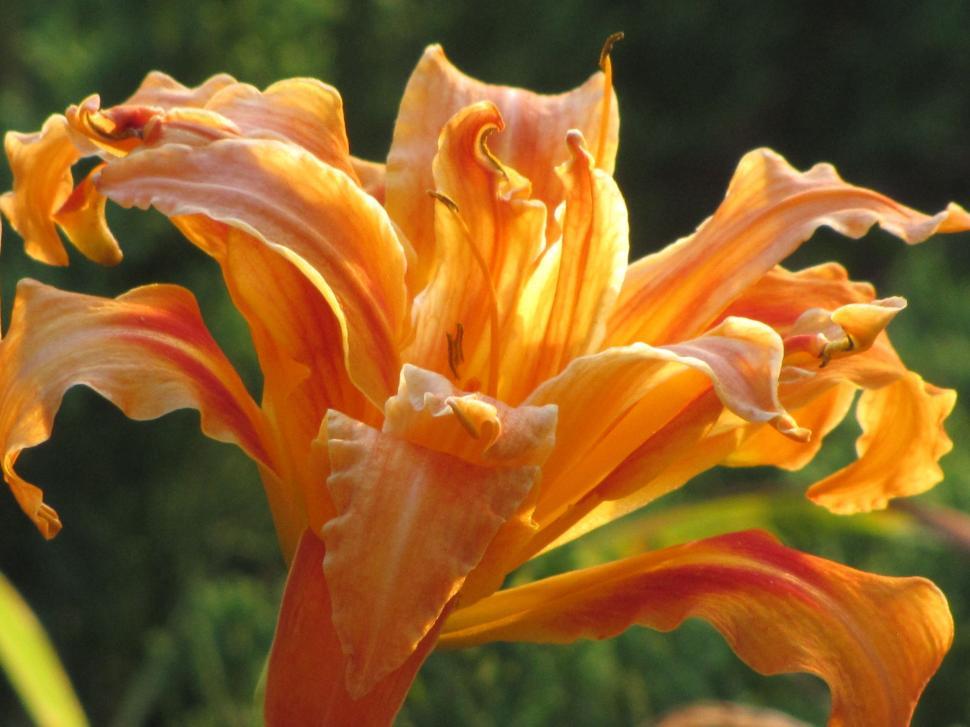 Free Image of Orange Flowers 