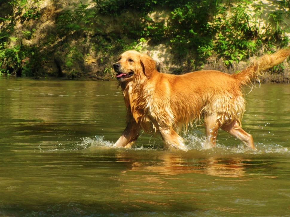 Free Image of Golden Retriever in Water  