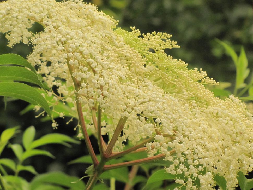 Free Image of Tiny White Flowers  