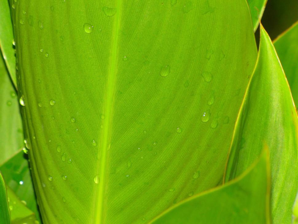 Free Image of Green Leaves with Rain Drops  