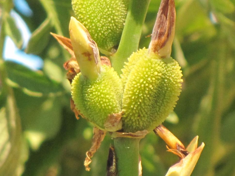 Free Image of Lily flower buds  