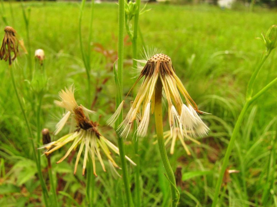 Free Image of Wild Flowers With Stems  