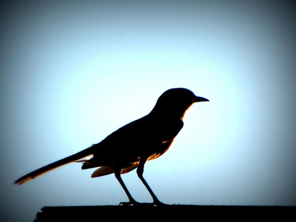Free Image of Dark View of Bird and Blue Sky  