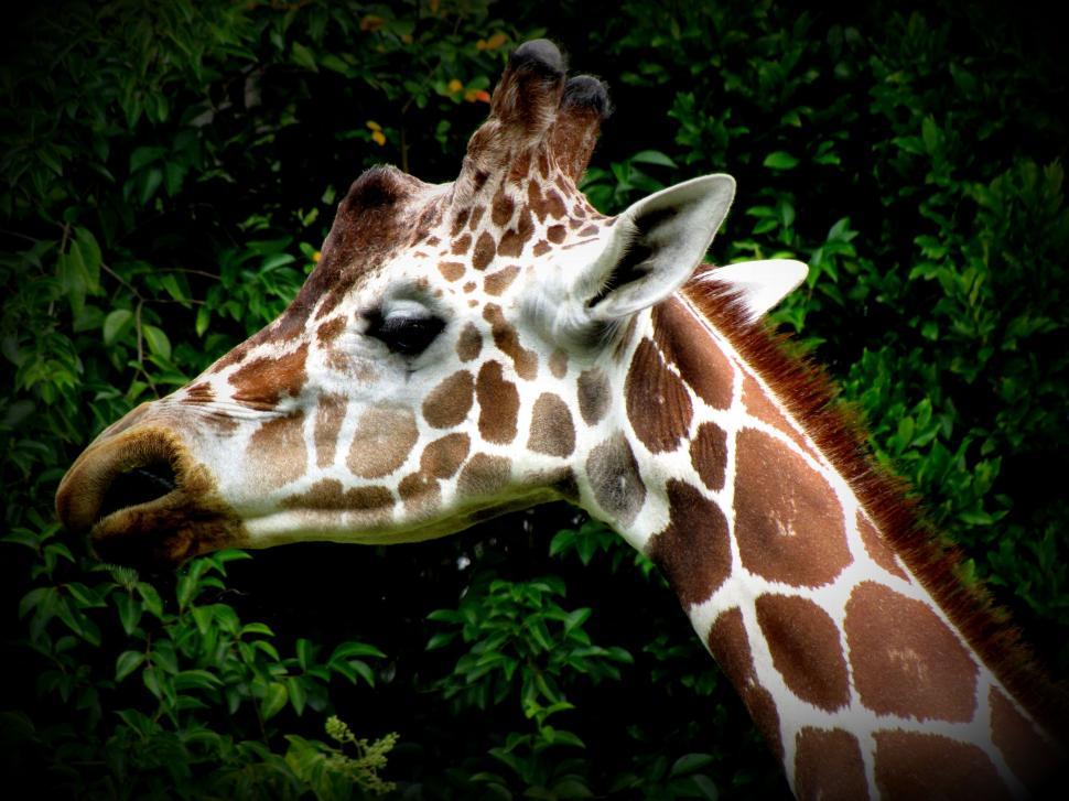 Free Image of Giraffe Head and green leaves 