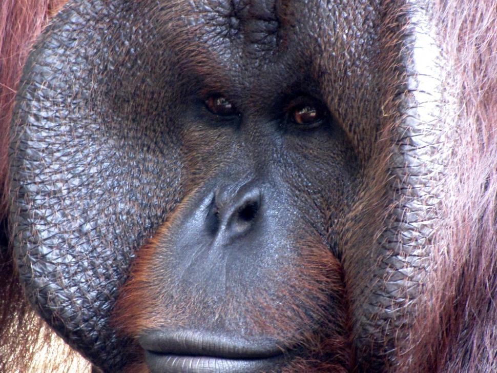 Free Image of Gorilla Face  