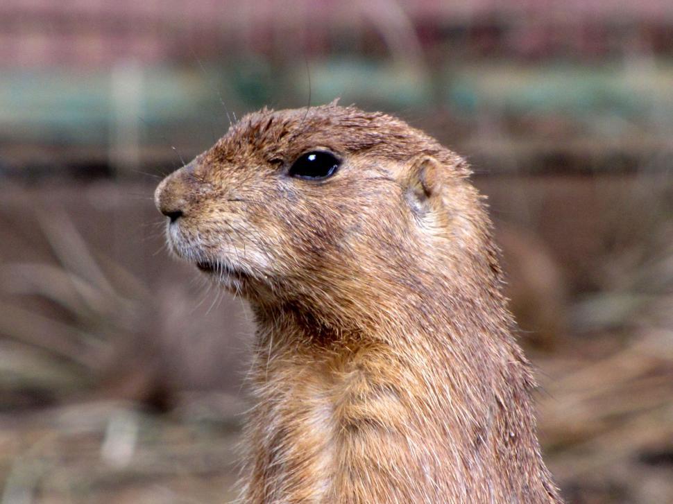 Free Image of Gopher (Animal)  