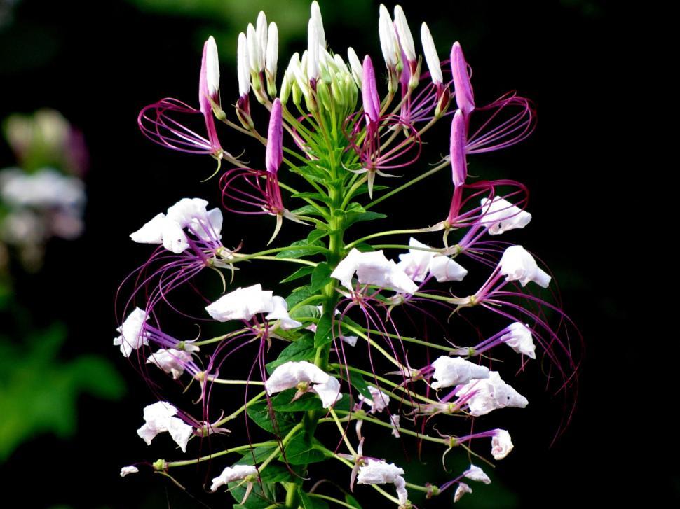 Free Image of Spider flowers 