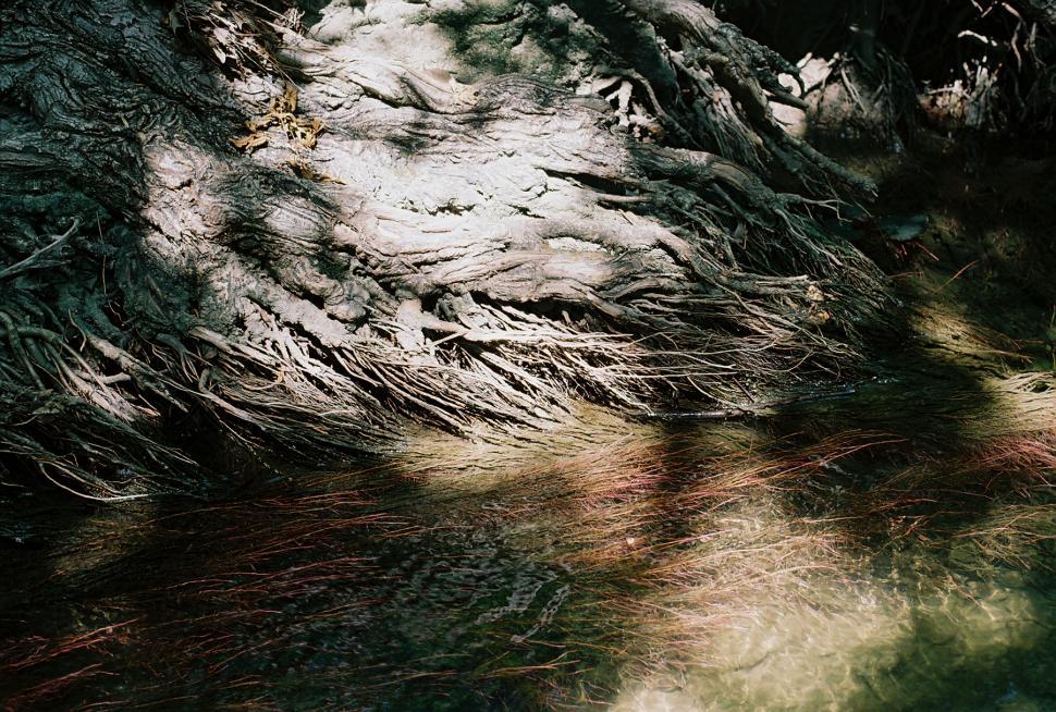 Free Image of Roots 