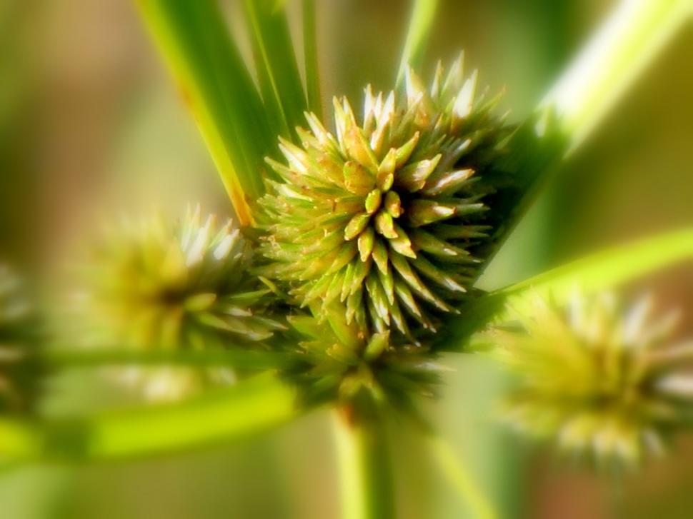 Free Image of Growing Flower  