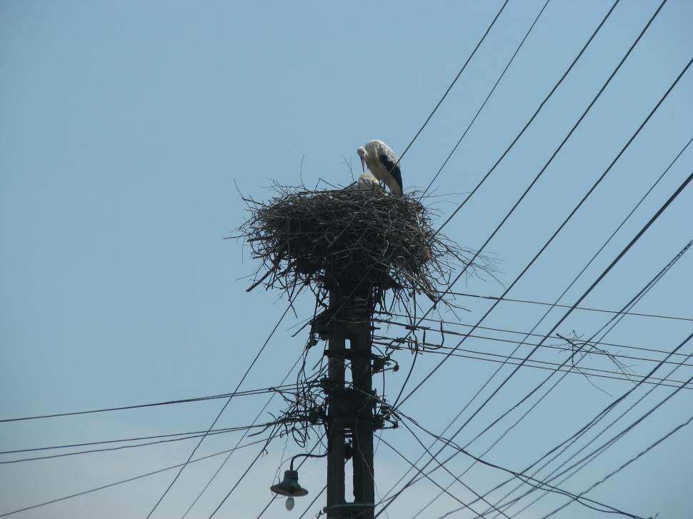 Free Image of Stork In The Nest 
