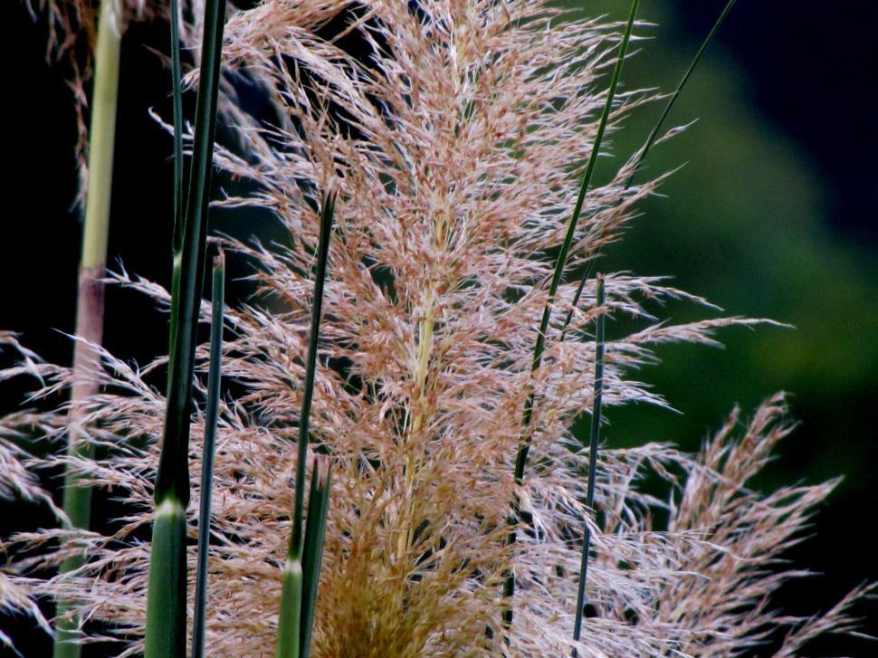 Free Image of Pampas grass  