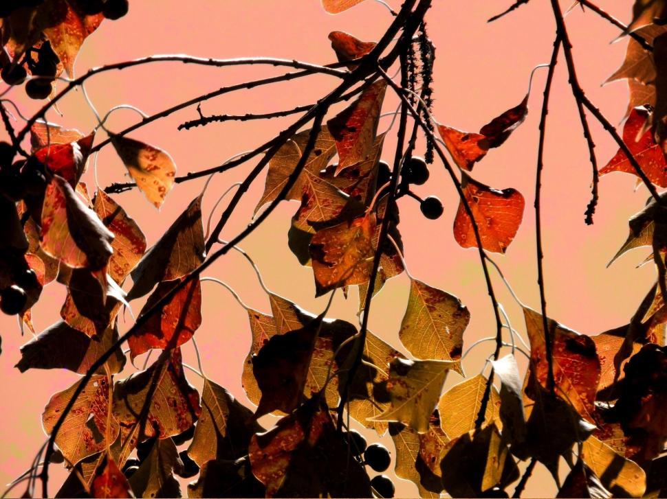Free Image of Autumn Leaves 