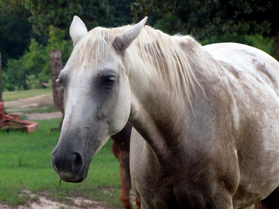 Free Image of White Horse  