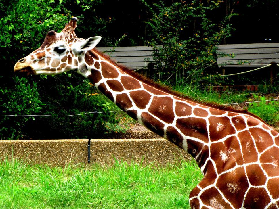 Free Image of Giraffe in the farm 