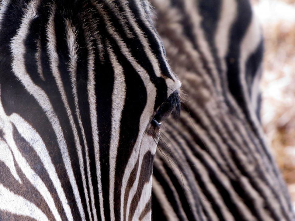 Free Image of Zebra Eye  
