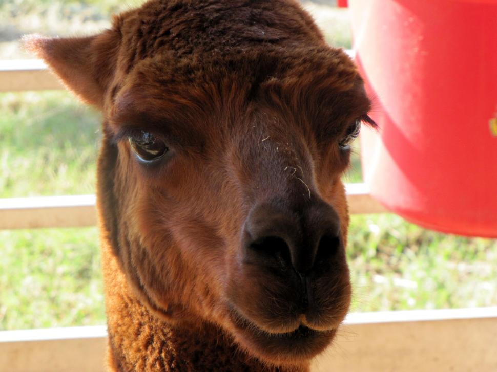 Free Image of Camel Head  