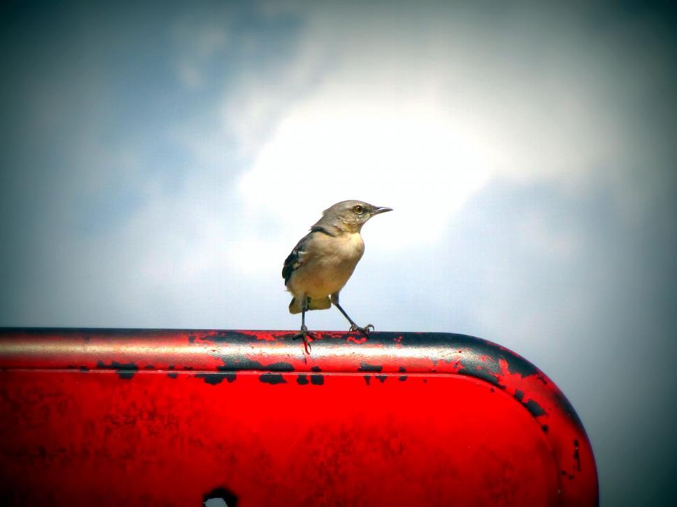Free Image of Single Bird and Red Door  